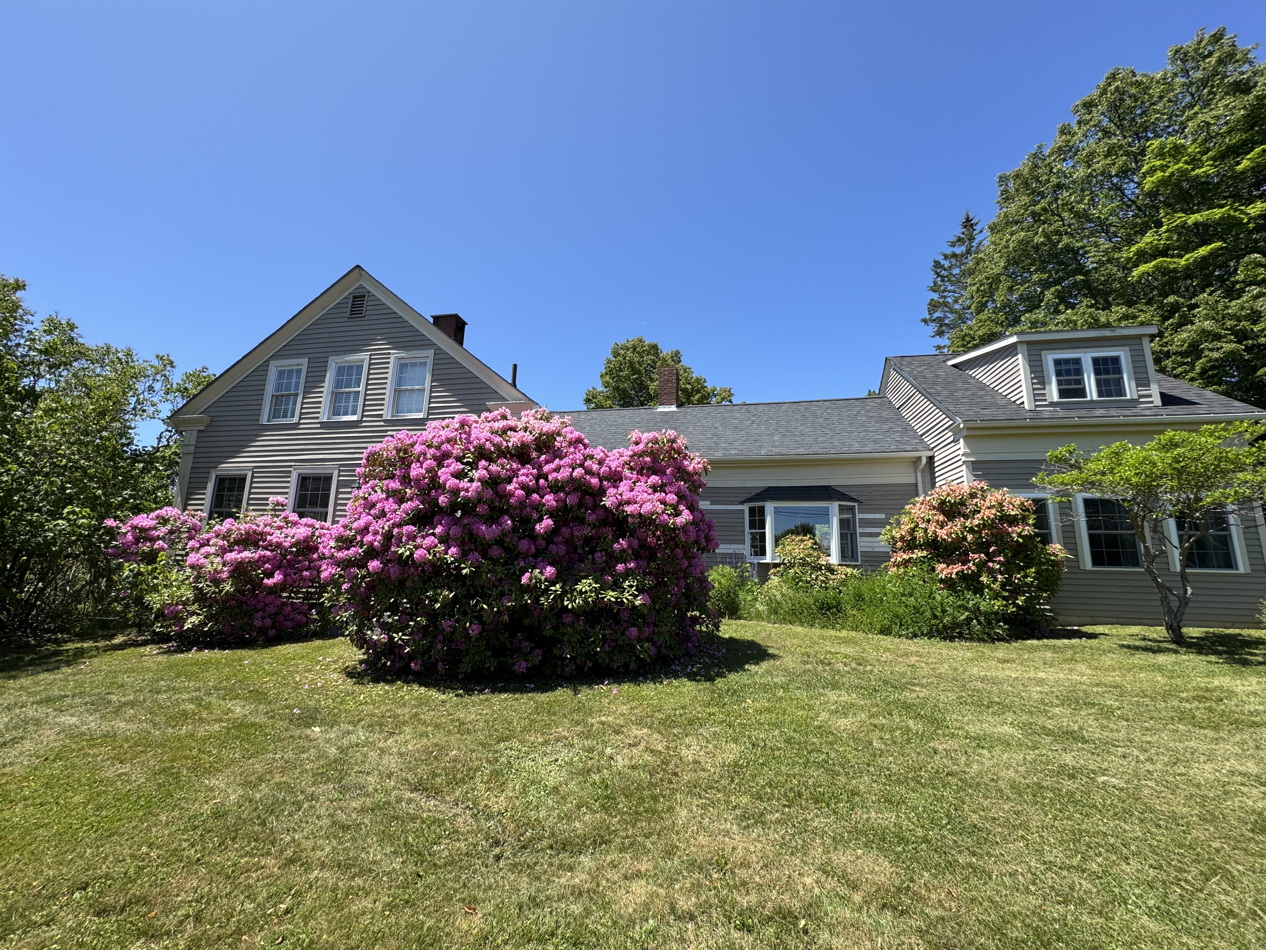 The Warren in summer with rhododendrons in bloom