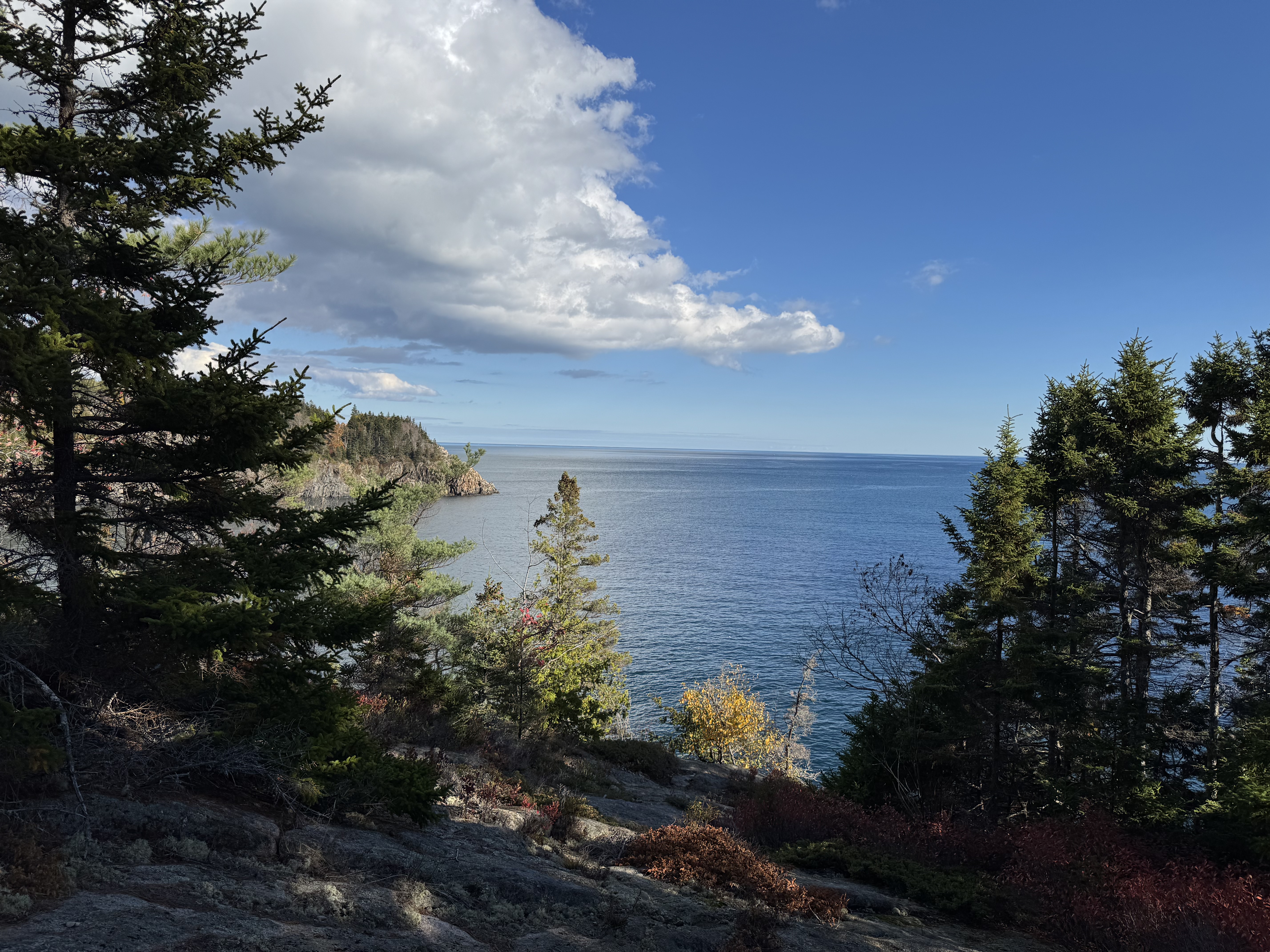 Ocean cliff view through spruce trees