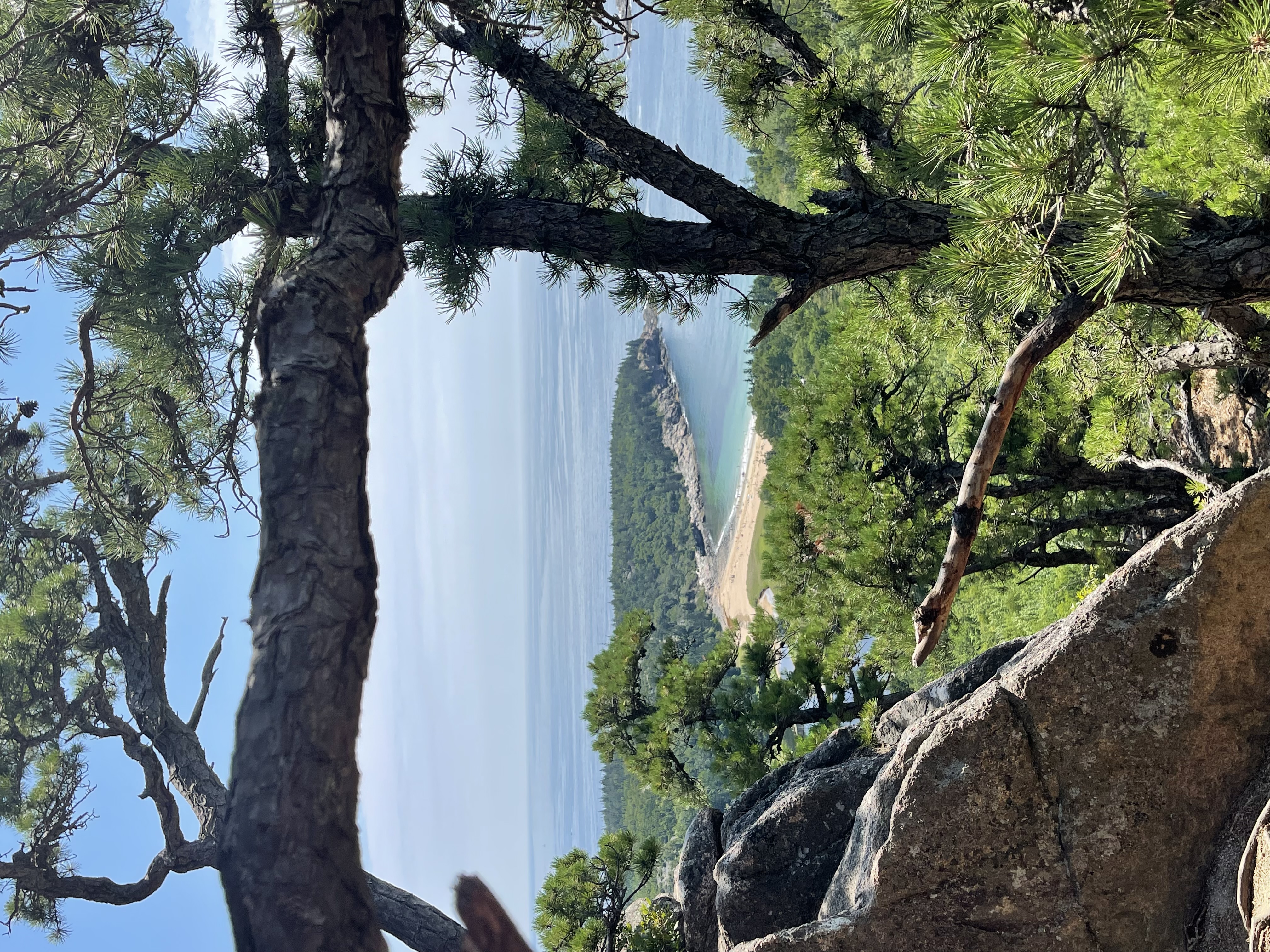 Sand Beach viewed from above through pines